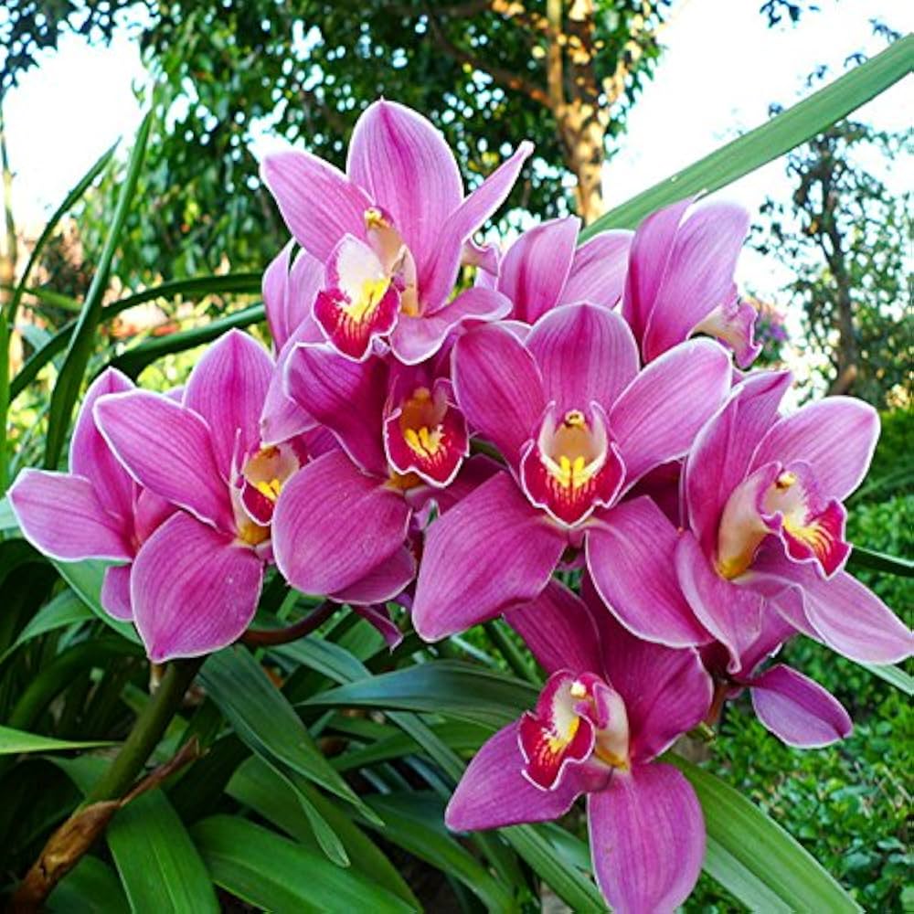 Chinese Cymbidium Mixed Varieties Rare Orchid Flower - for planting in home garden